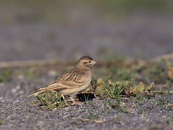 Lyhytvarvaskiuru, Greater Short-toed Lark, Calandrella brachydactyla